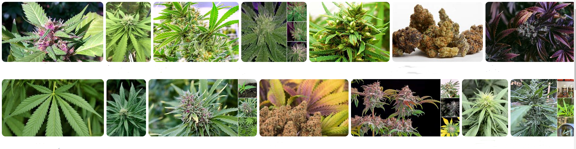 bunga ganja